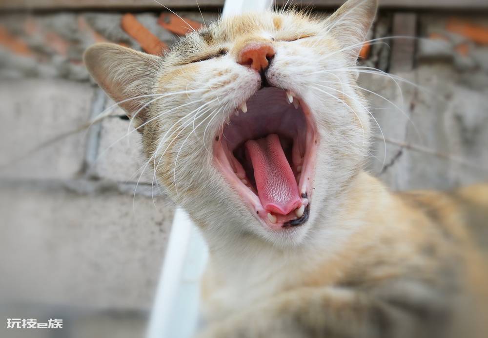 公猫贵还是母猫贵(养公猫和养母猫的六个不同点的建议)-图片8